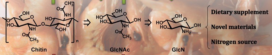 Graphical abstract: oligosaccharide synthesis.