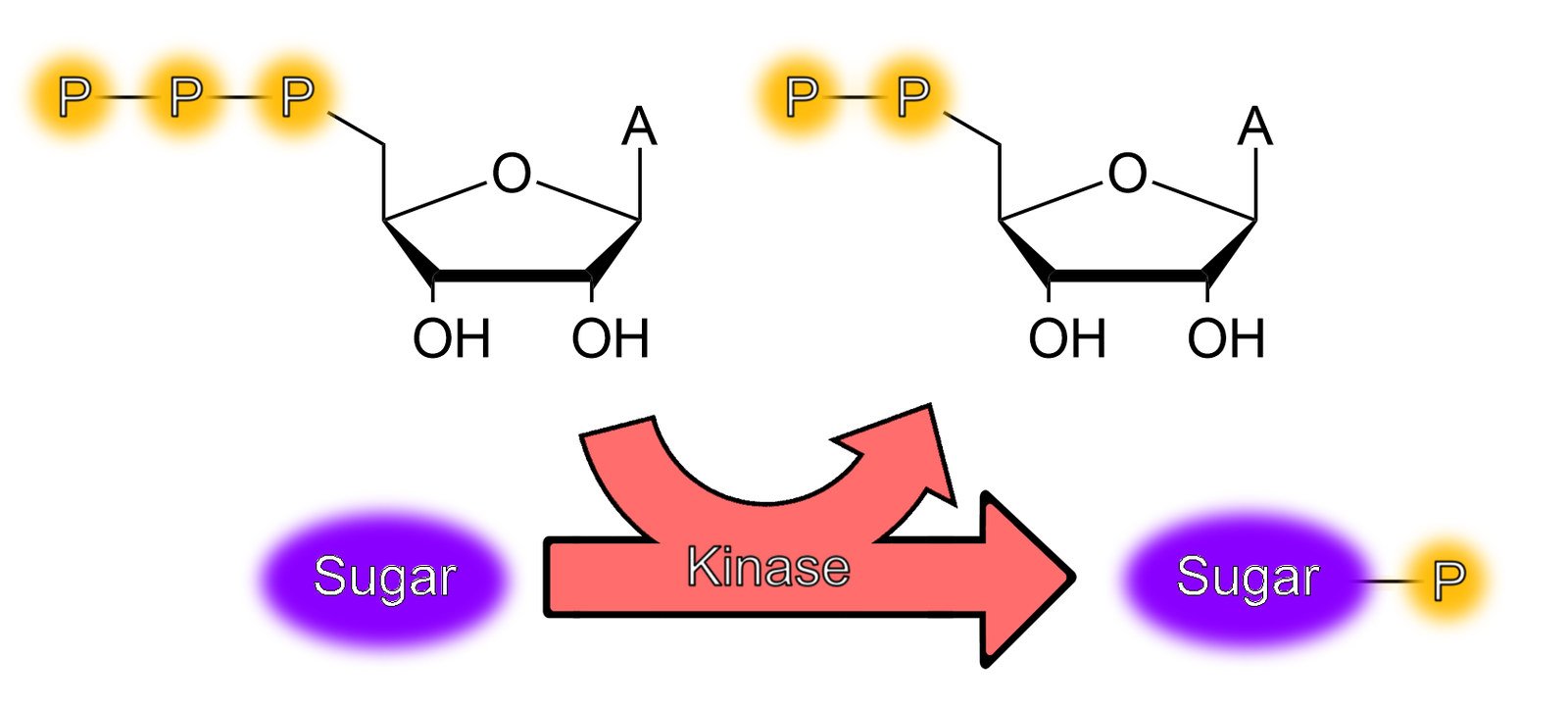 Graphical abstract: glycan bioengineering.